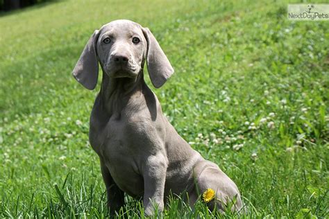 Weimaraners for sale near me - Oodle Classifieds is a great place to find used cars, used motorcycles, used RVs, used boats, apartments for rent, homes for sale, job listings, and local businesses. Find Weimaraners for Sale in Phoenix on Oodle Classifieds. Join millions of people using Oodle to find puppies for adoption, dog and puppy listings, and other pets adoption.